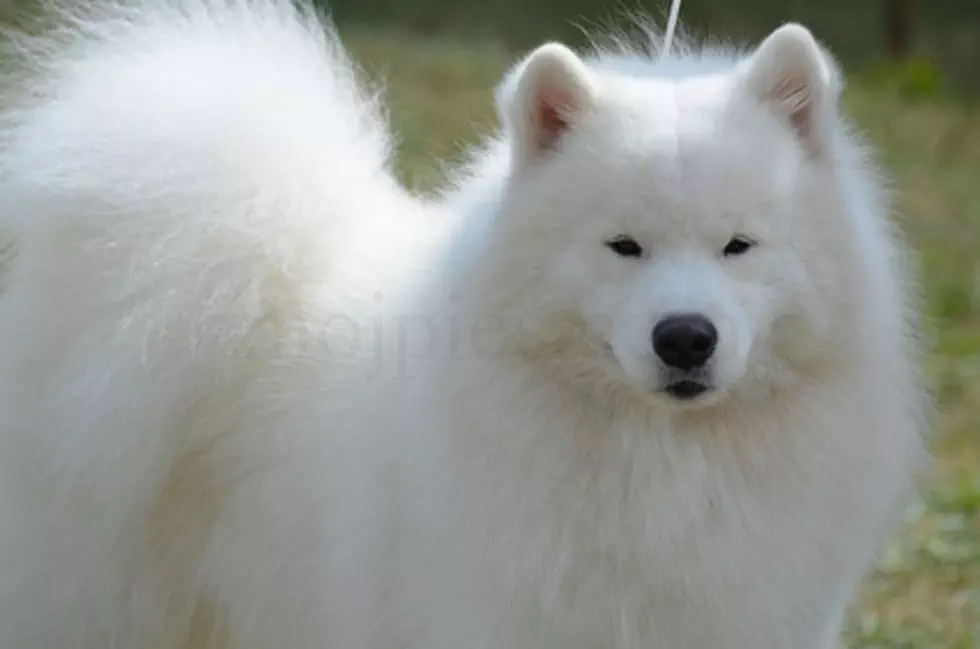 Amerykański pies eskimoski - American Eskimo Dog